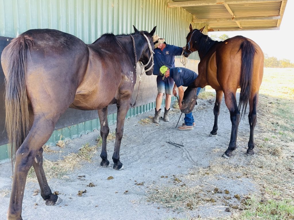 Two horses, Leticia and Daphne, being groomed outside. One horse is getting her front hoof attended to.