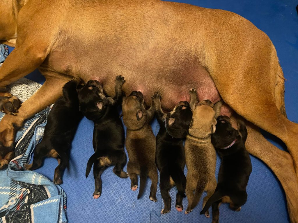 Busy the dog feeding her newborn puppies