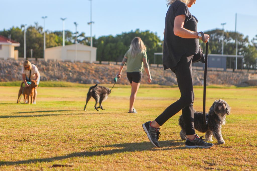 RSPCA WA Dog Training in Fremantle, Perth. Three dogs learning to walk on lead in a grassy park.