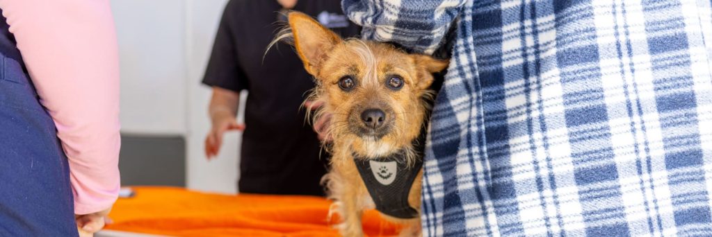 Free supplies, health checks and advice for Great Southern pet owners