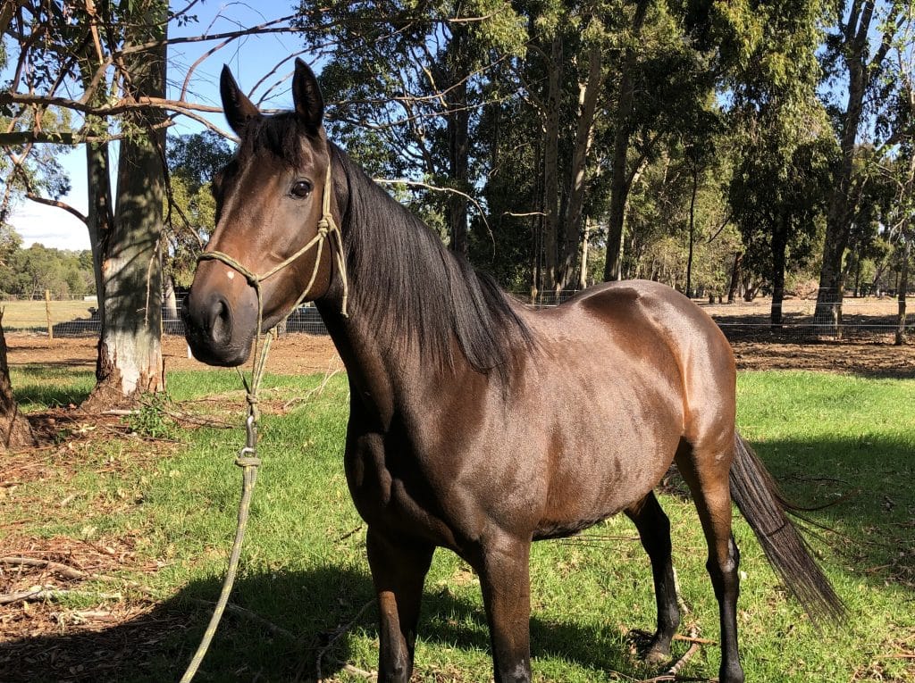 Lilly the horse in a lush grassy field with shady trees in the background. Brown coat and black mane. Cropped.