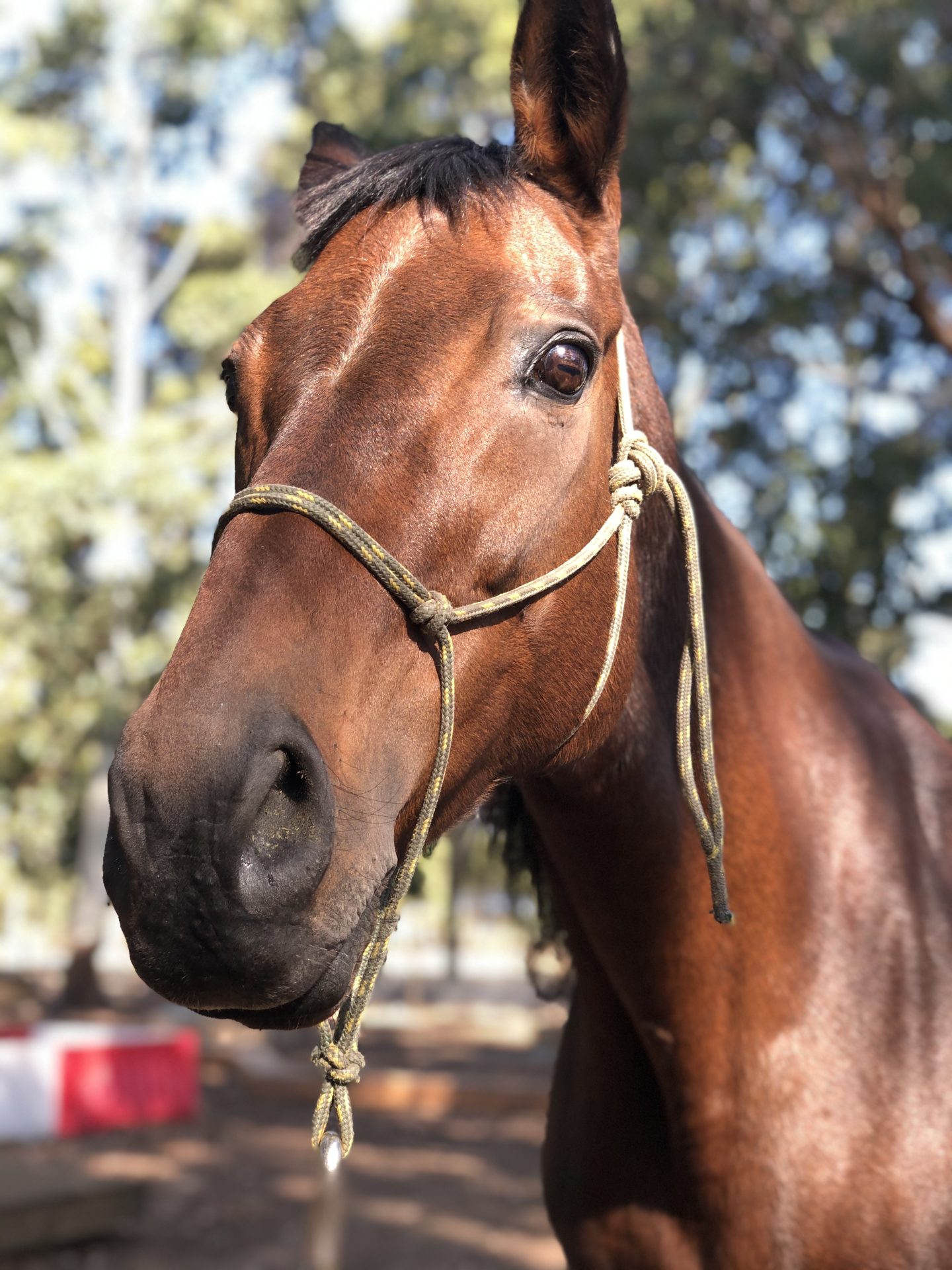 Abby the horse close up