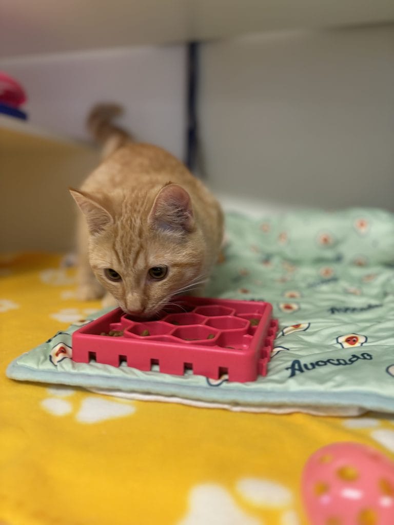 Ginger cat enrichment time with a lick mat/ lickimat in cat condo at RSPCA WA. Has blankets and a ball to play with.