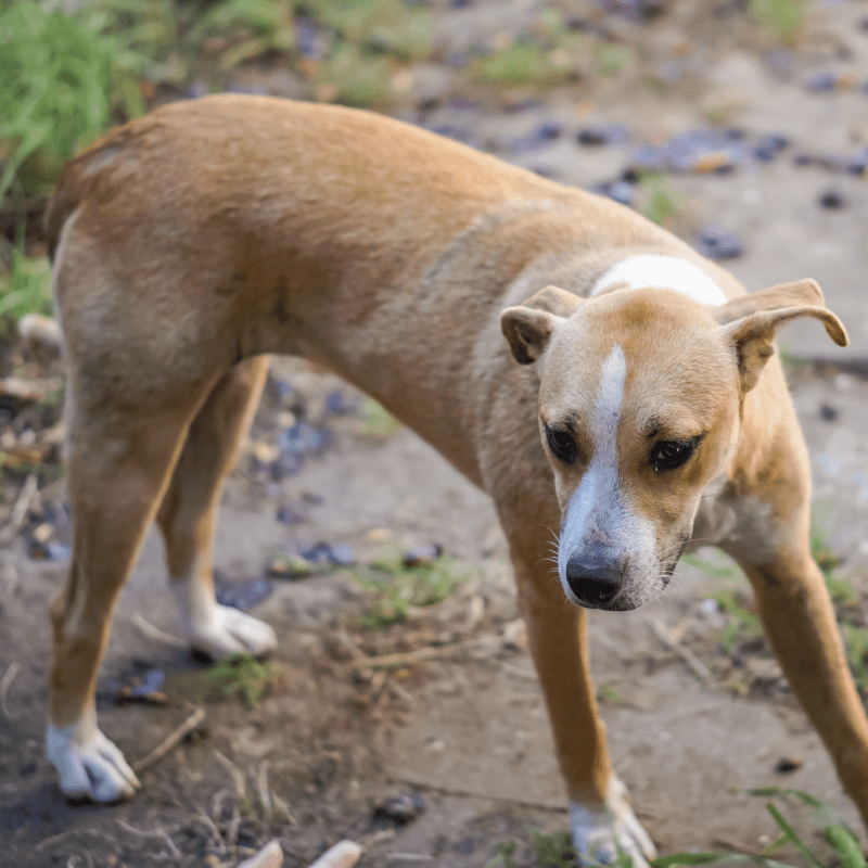Scared dog - reading dogs body language, why dogs bite