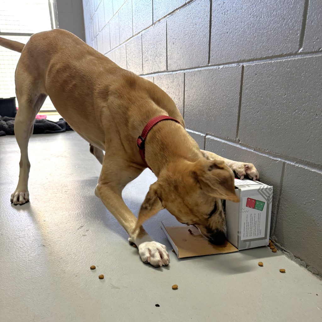 Scout the dog in an RSPCA WA kennel playing with an enrichment box filled with treats