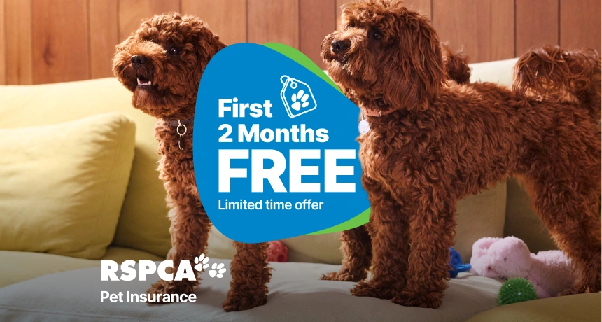 Join RSPCA Pet Insurance today to receive your first 2 months free