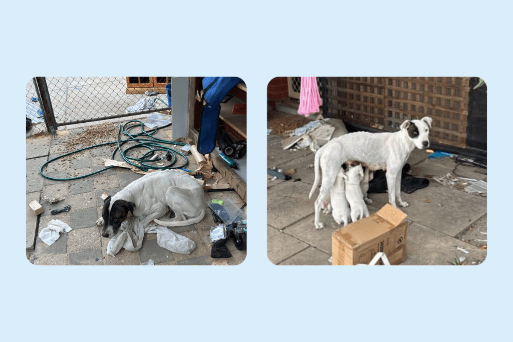 Pair fined $17,000 and banned from owning animals after starving dogs in Perth’s southeast