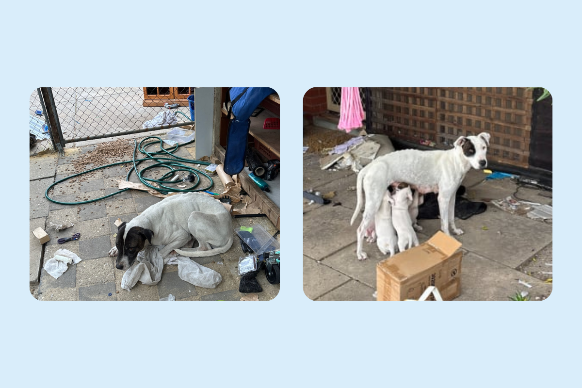 Pair fined $17,000 and banned from owning animals after starving dogs in Perth’s southeast