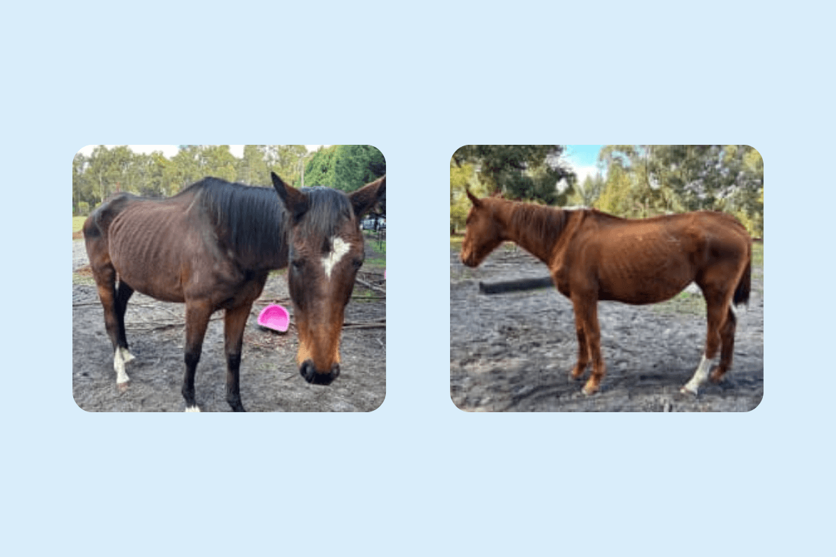 Manjimup woman convicted over emaciated horses