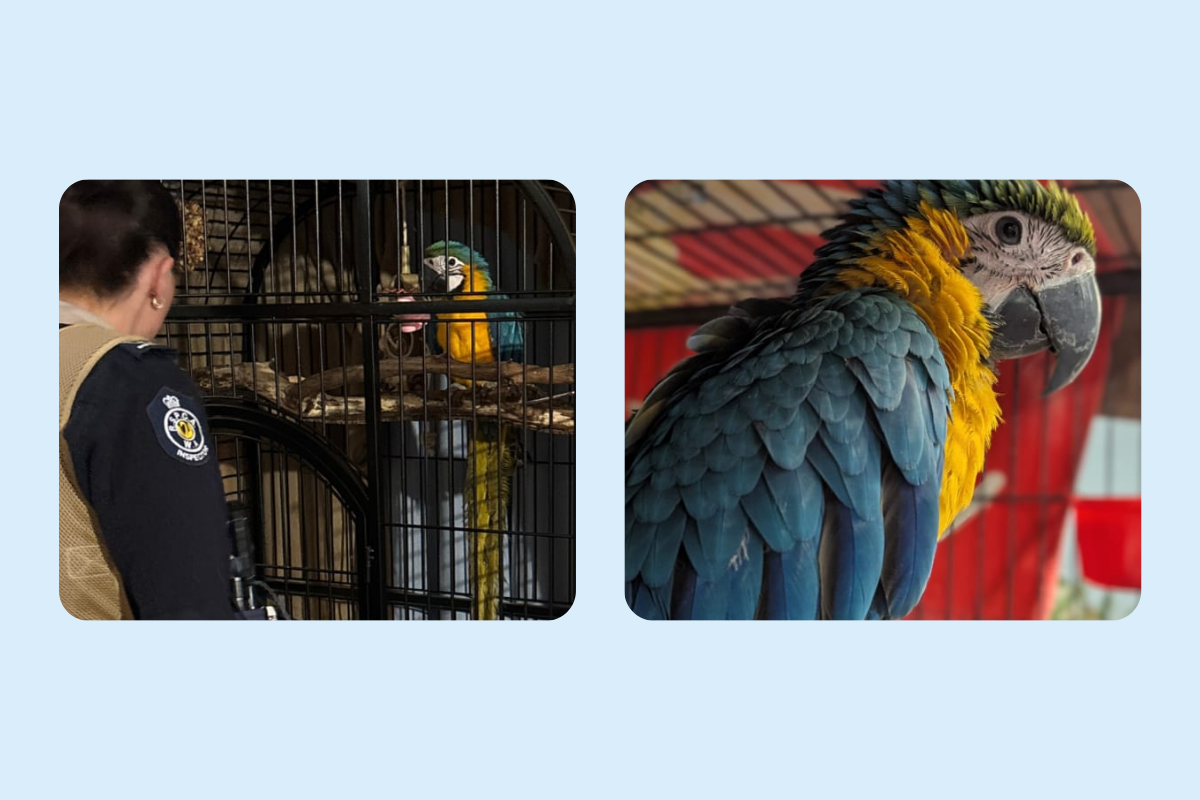 Post - Exotic birds aren't low-maintenance pets - Marlie's story shows why