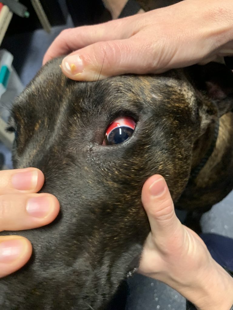 Prosecution Outcome Jarna - injuries from abuse