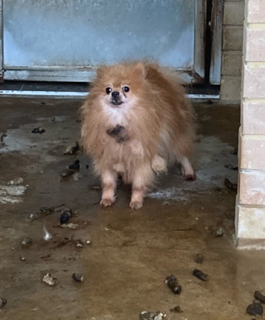 Harry the Pomeranian found in horrible living conditions, prosecution outcome