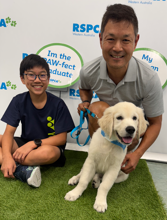 RSPCA WA puppy kindy graduate - a young golden retriever puppy - with their owner - cropped