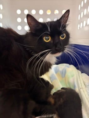 Francesca cat in crate at RSPCA WA