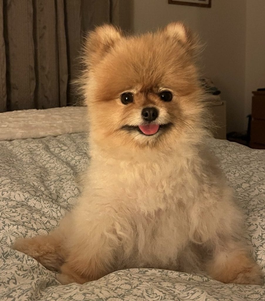 Harry the Pomeranian happy and thriving in his foster home