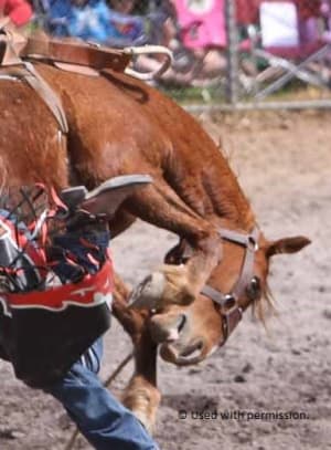 Horse wrangling
