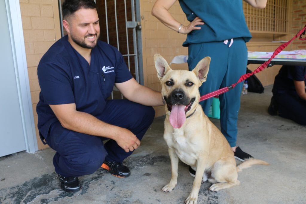Male TAFE veterinary student volunteering at a CAD - Community Action Day - with a happy large dog - in Marangaroo