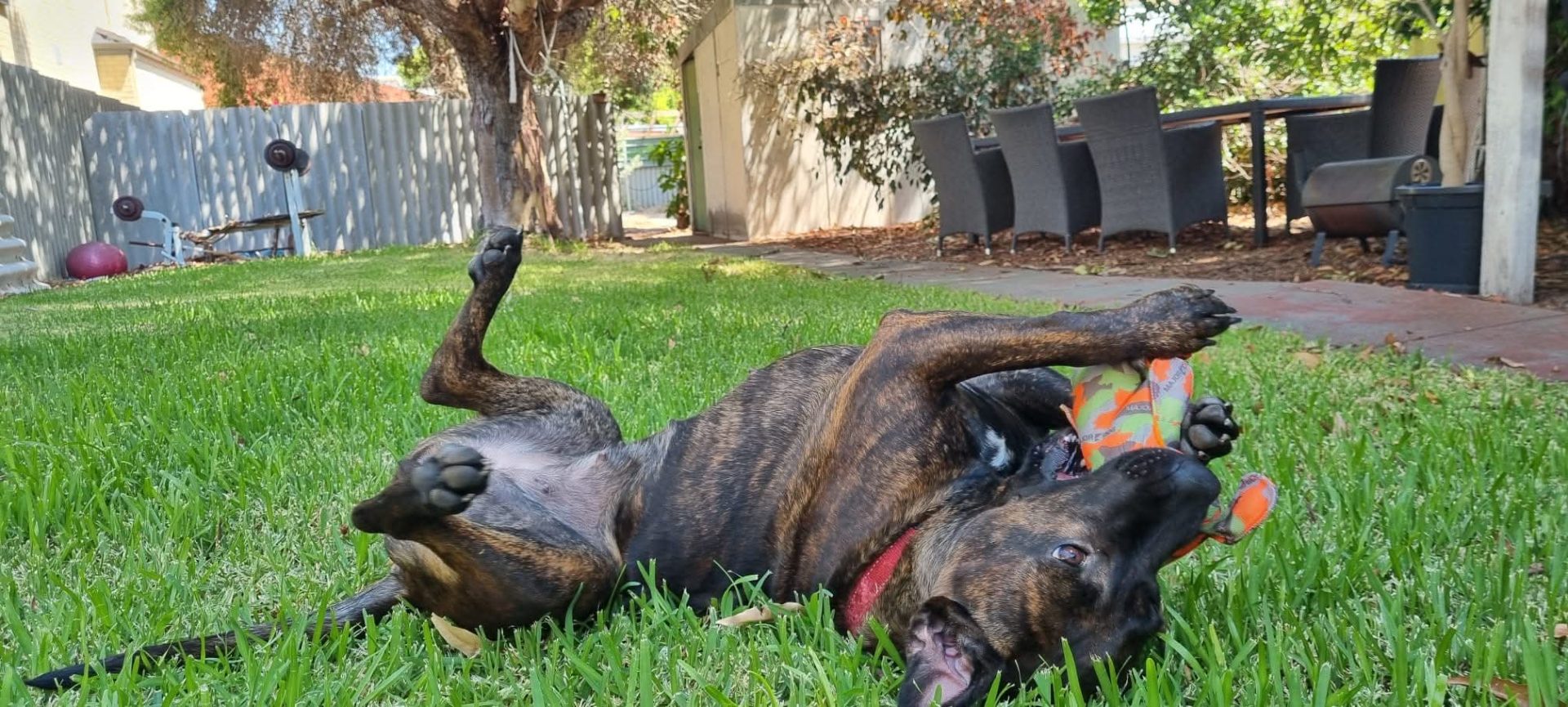 Jarna dog happy and playing in foster care