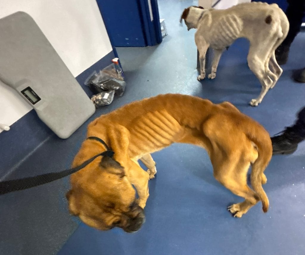 Neil and Nala starved, neglected, skeleton dogs on arrival