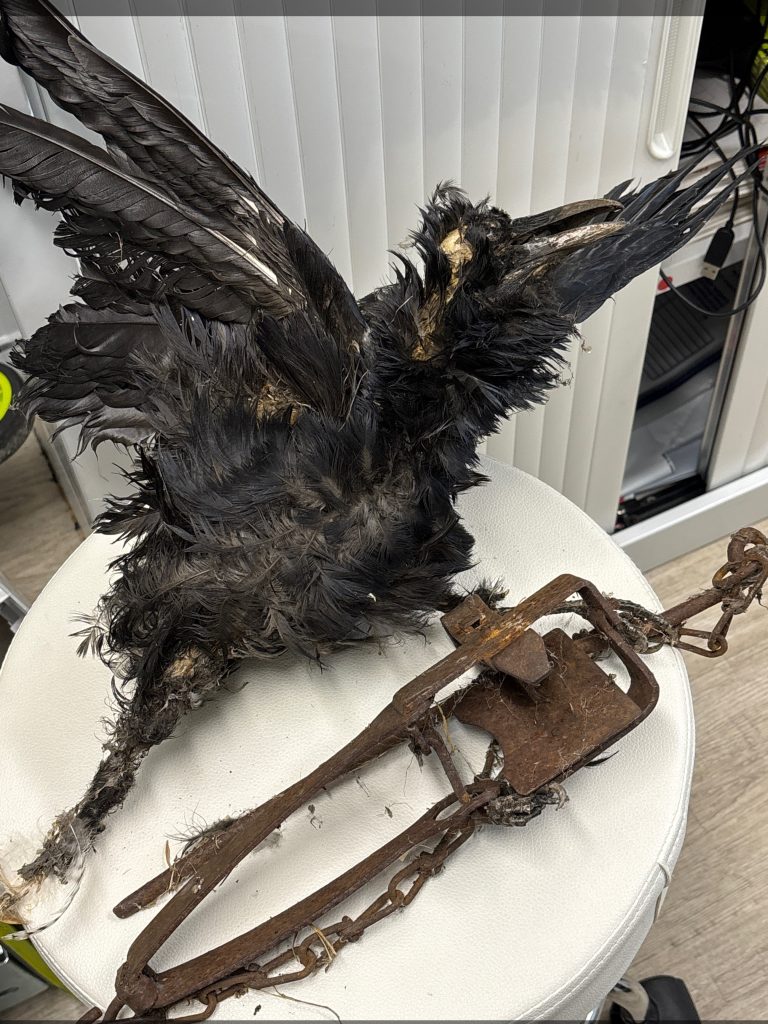 Deceased raven trapped, prosecution outcome