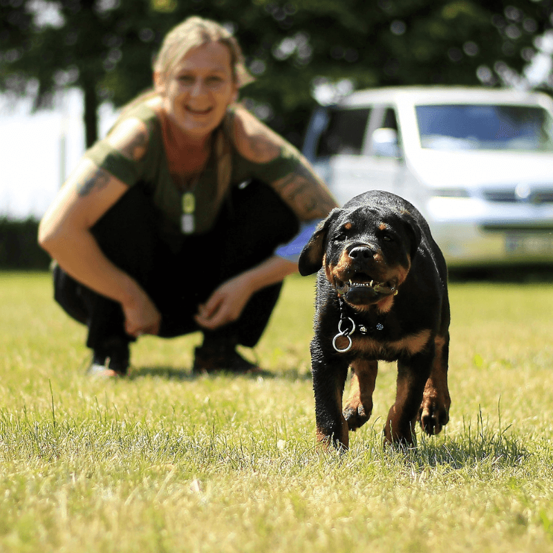 Rottweiler puppy running at the park
