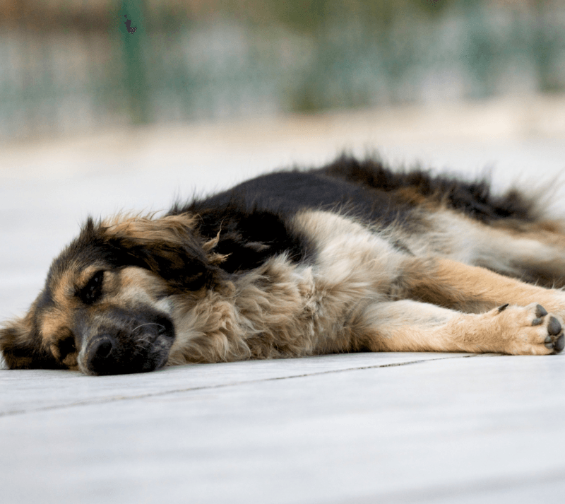 Hot, lethargic, large dog with thick coat.