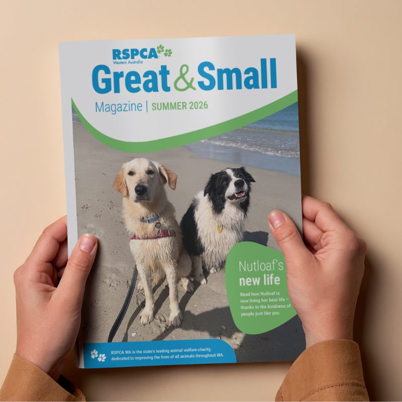 Someone holding an RSPCA WA Great and Small Magazine