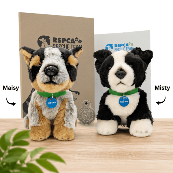 Companions of Hope Adoption Pack