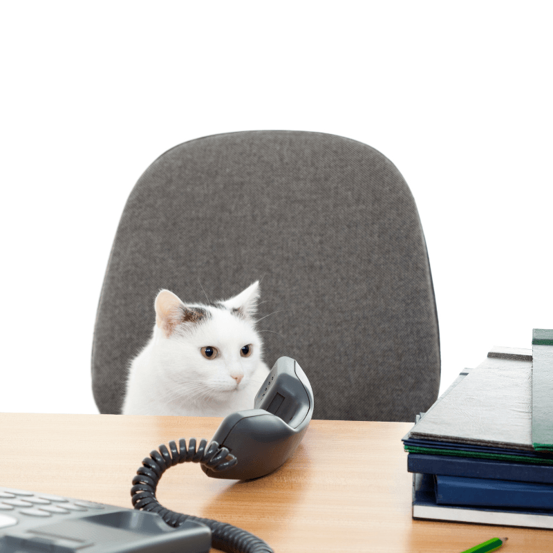 Cat on phone - call centre role ad
