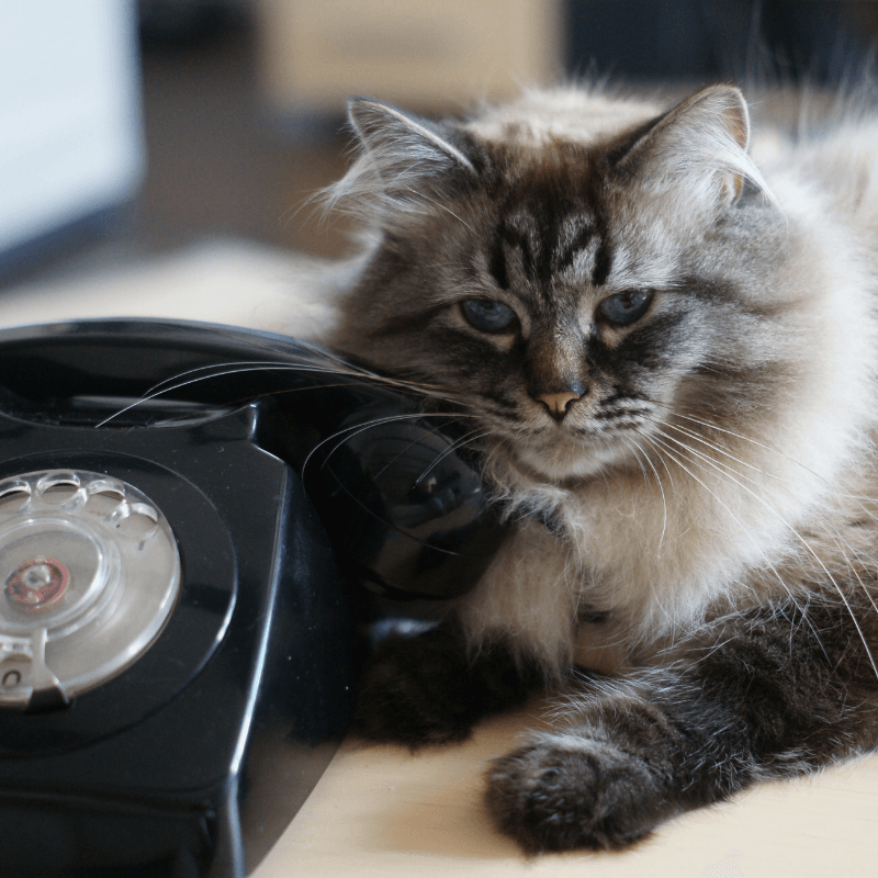 Cat on the phone - Customer Experience Officer job ad
