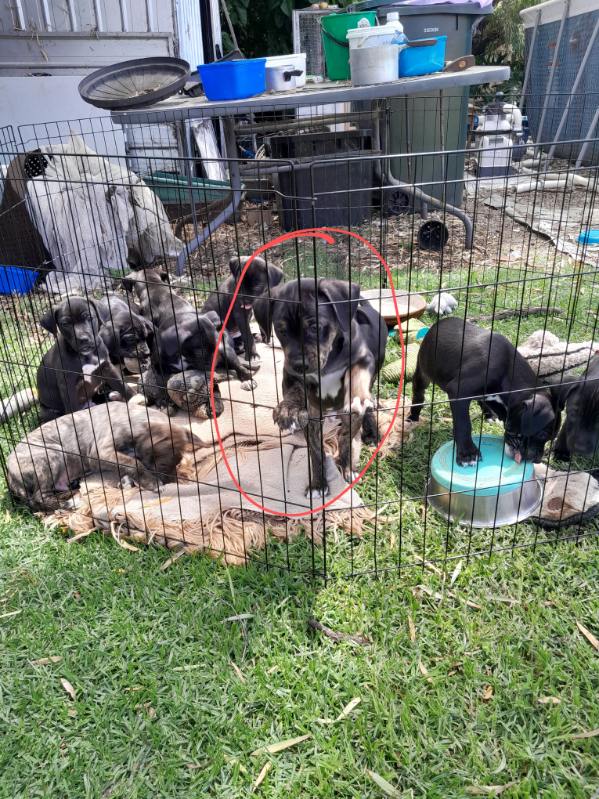 A-breeder-supplied-photograph-of-Douglas-02