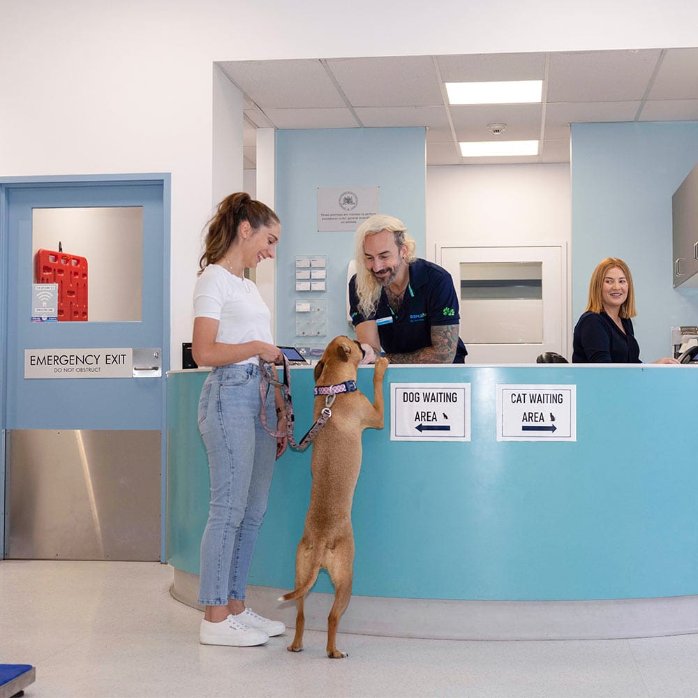A cheeky dog and her owner at the reception desk of a vet facility. RSPCA Pet Insurance image.
