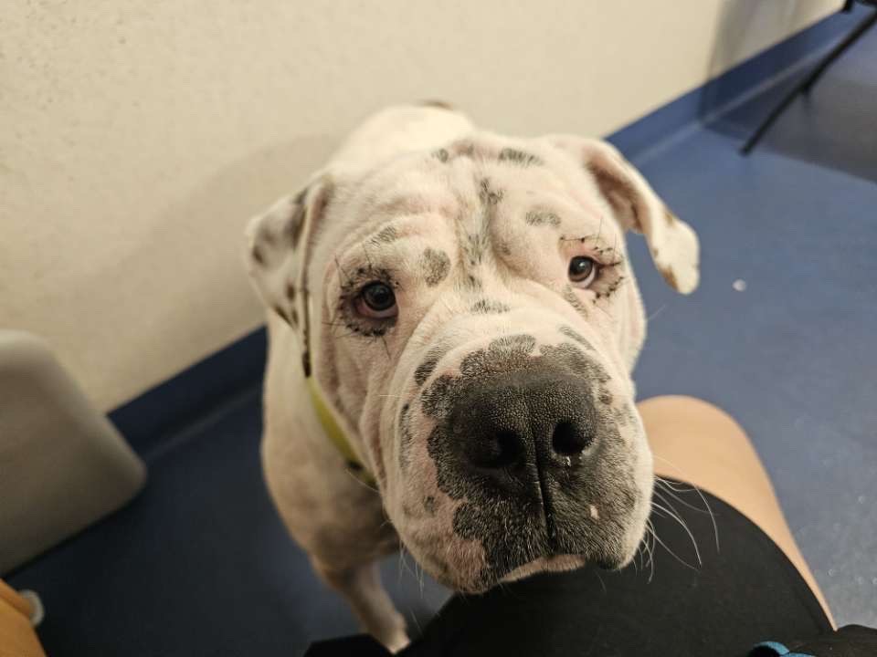 Brutus-after-1-of-his-3-eye-surgeries-performed-by-RSPCA-WA