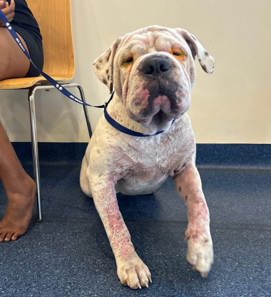 Brutus-had-a-chronic-skin-condition-and-eye-infections