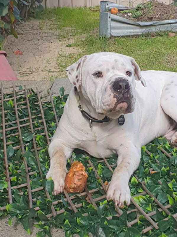Brutus-in-foster-care