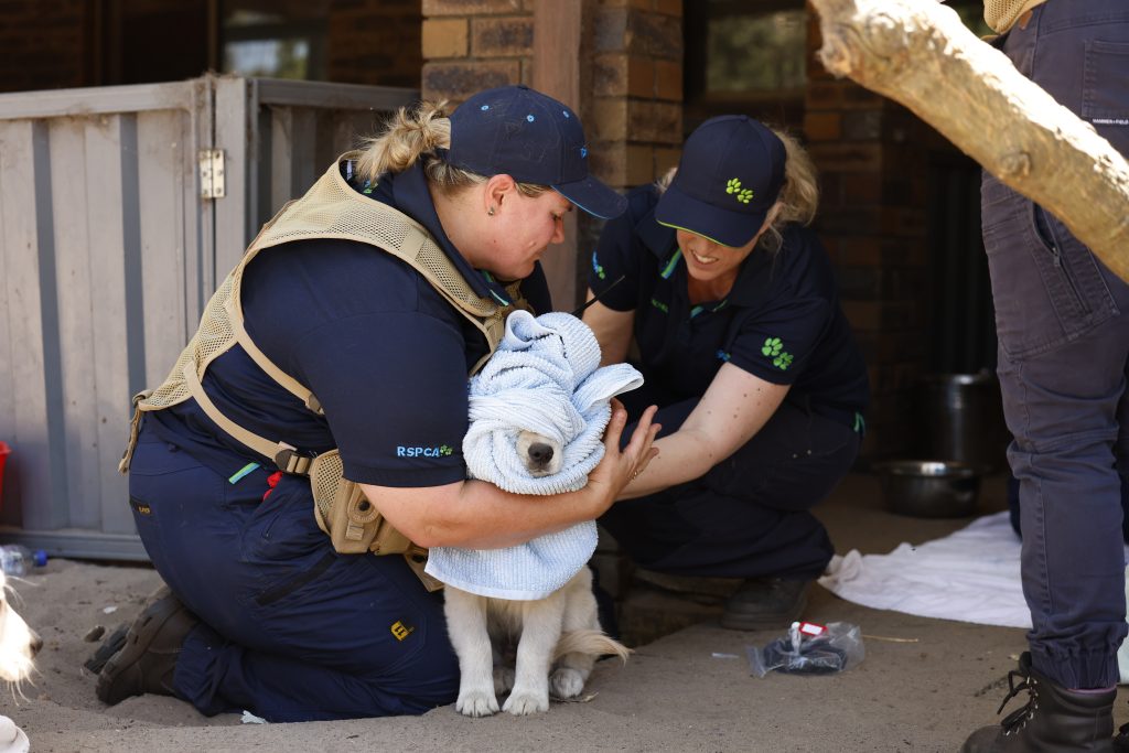 Chief Operating Officer Hannah Dreaver assisting with a scared puppy