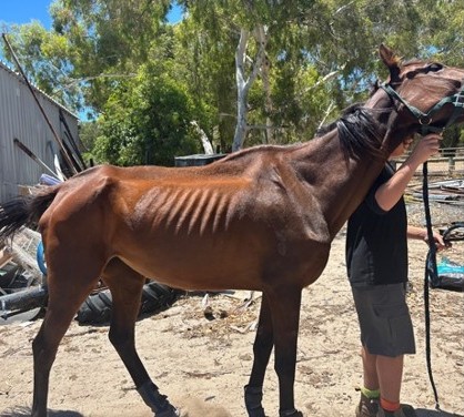 Port Kennedy man convicted over emaciated horse - Daisy