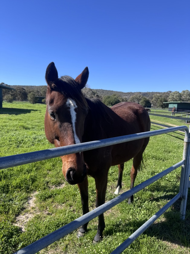 Daisy horse recovering in foster care 1