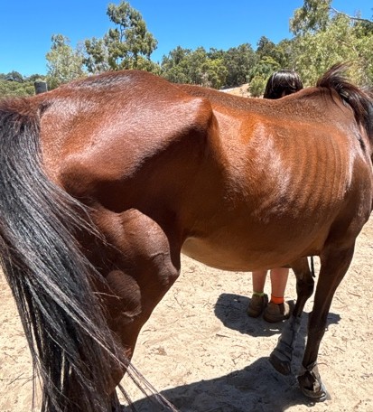 Horse Daisy emaciated