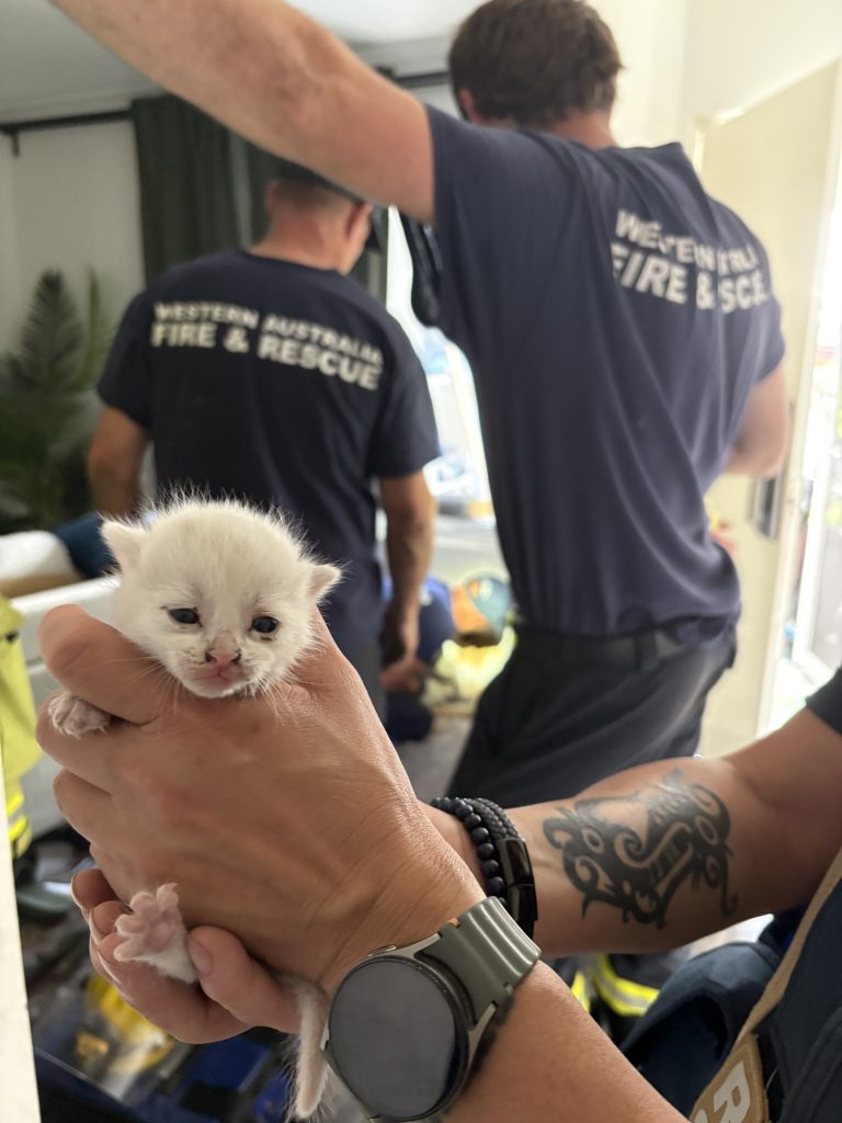 Kitten Blaiyke  rescued
