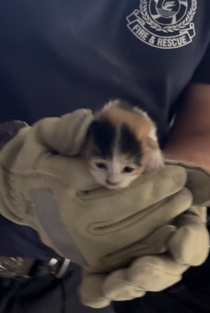 Kitten Kiki rescued