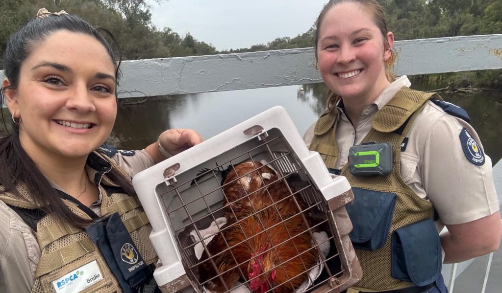 Inspector Bridie Creedy and Trainee Inspector Teale Audus with Rooster River Phoenix