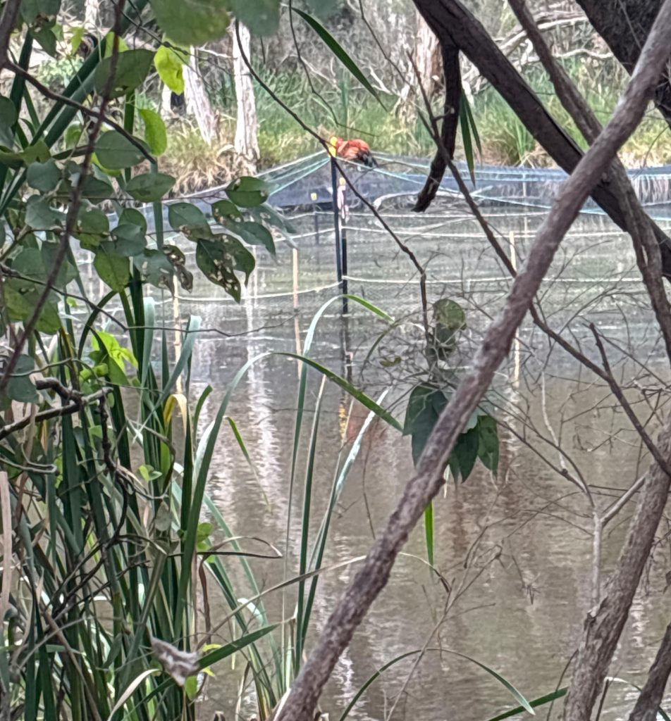 Rooster River Phoenix stranded netting