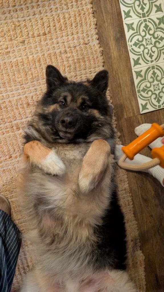 Rocky recovering in foster care - prosecution outcome