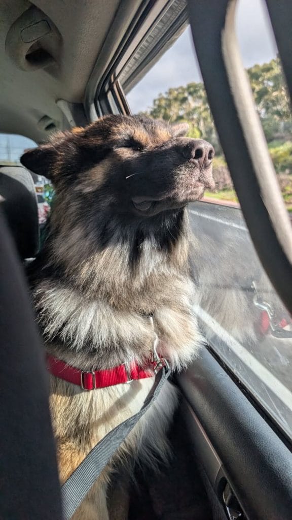 Rocky recovering in foster care - prosecution outcome