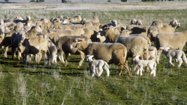 Sheep welfare