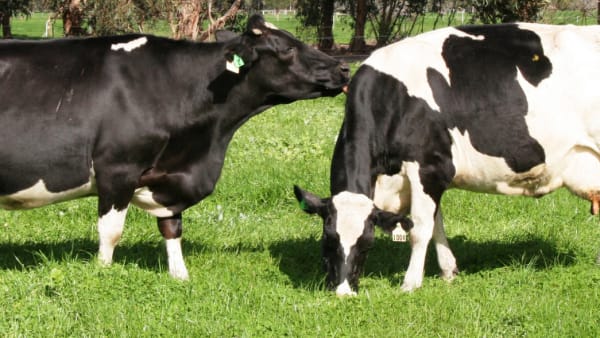 Dairy cattle welfare