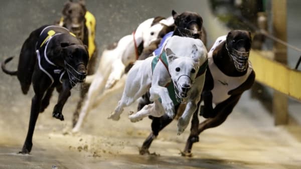Issues with greyhound racing